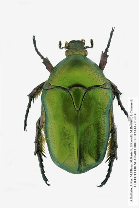 Protaetia cuprea obscura